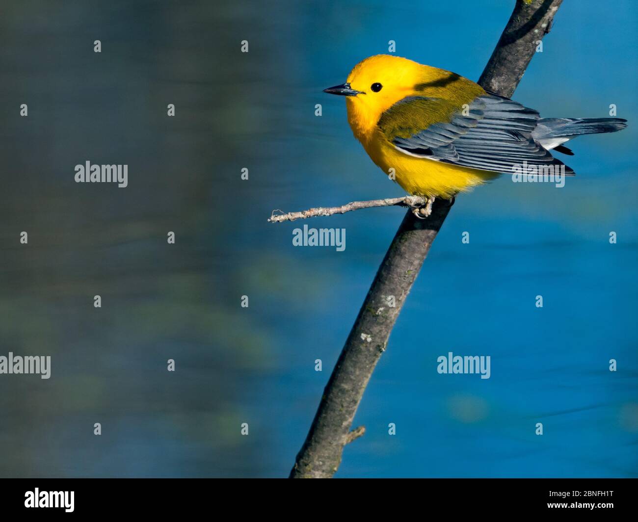 Protonotarsänger, Protonotaria citrea, ein neuer Weltsänger, im Laubholzsumpf von Ohio DNR Reserve Killbuck Marsh Stockfoto