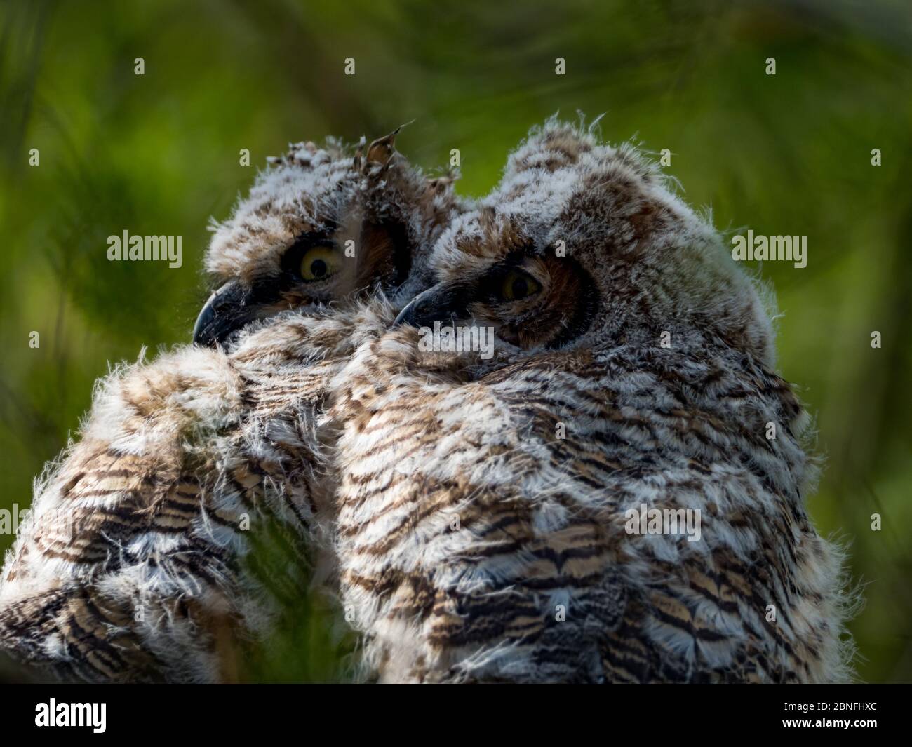 Ein Paar junge, gehörnte Eulen, Bubo virginianus, sitzen vor ihrem Nest in stark County Ohio Stockfoto