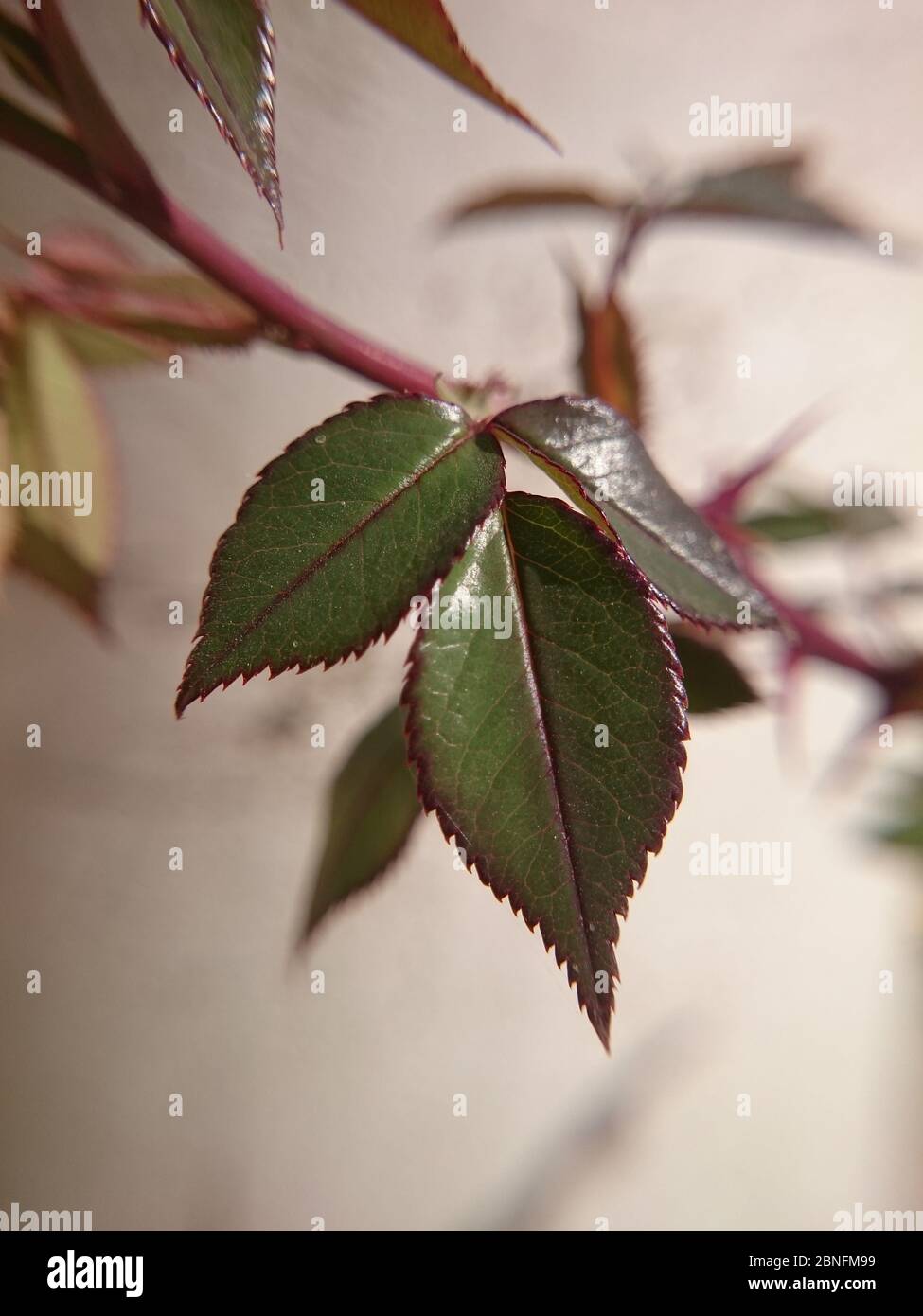 Vertikale Aufnahme von grünen Blättern mit roten Rändern Stockfoto