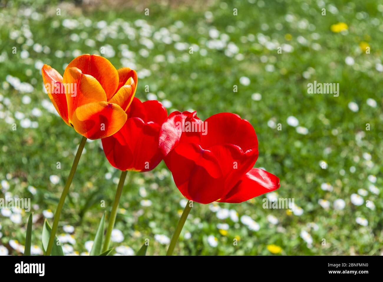 Selektive Fokus Aufnahme von bewundernswerten bunten Tulpen im Blumenfeld Stockfoto