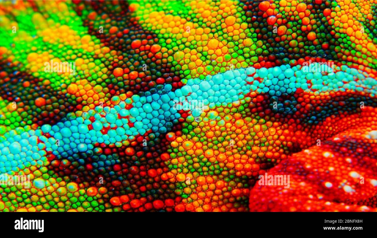 Nahaufnahme der Panther-Chamäleonhaut. Dies ist ein Ambilobenort und zeigt erstaunliche grün, gelb, rot, orange, blau, Und weiß Stockfoto