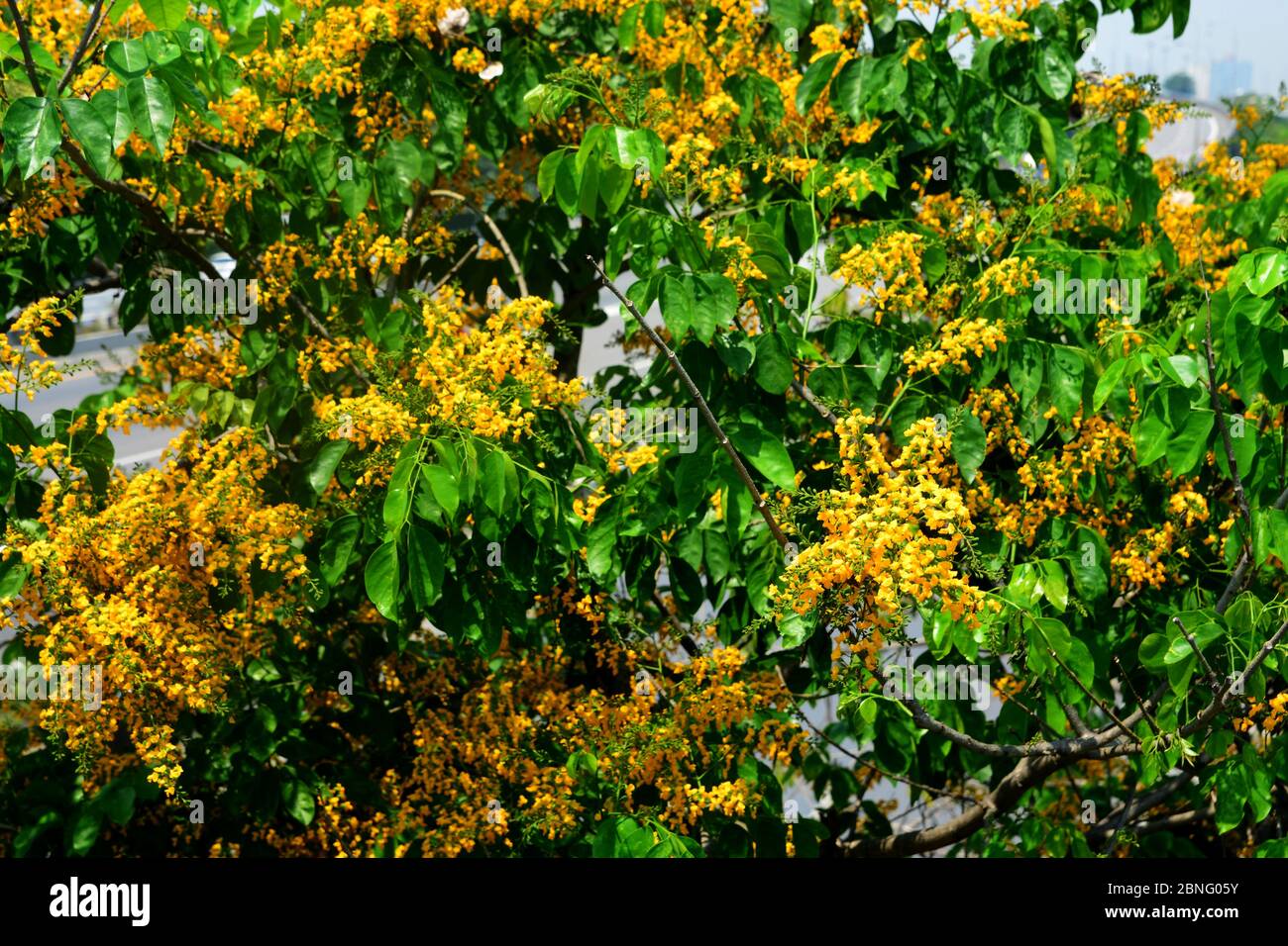 Pterocarpus macrocarpus, oder die Burma Padauk, ist ein Baum aus der saisonalen tropischen Wälder von Südöstlichem Asien, Hinweis Wählen Sie Fokus mit flachen Stockfoto