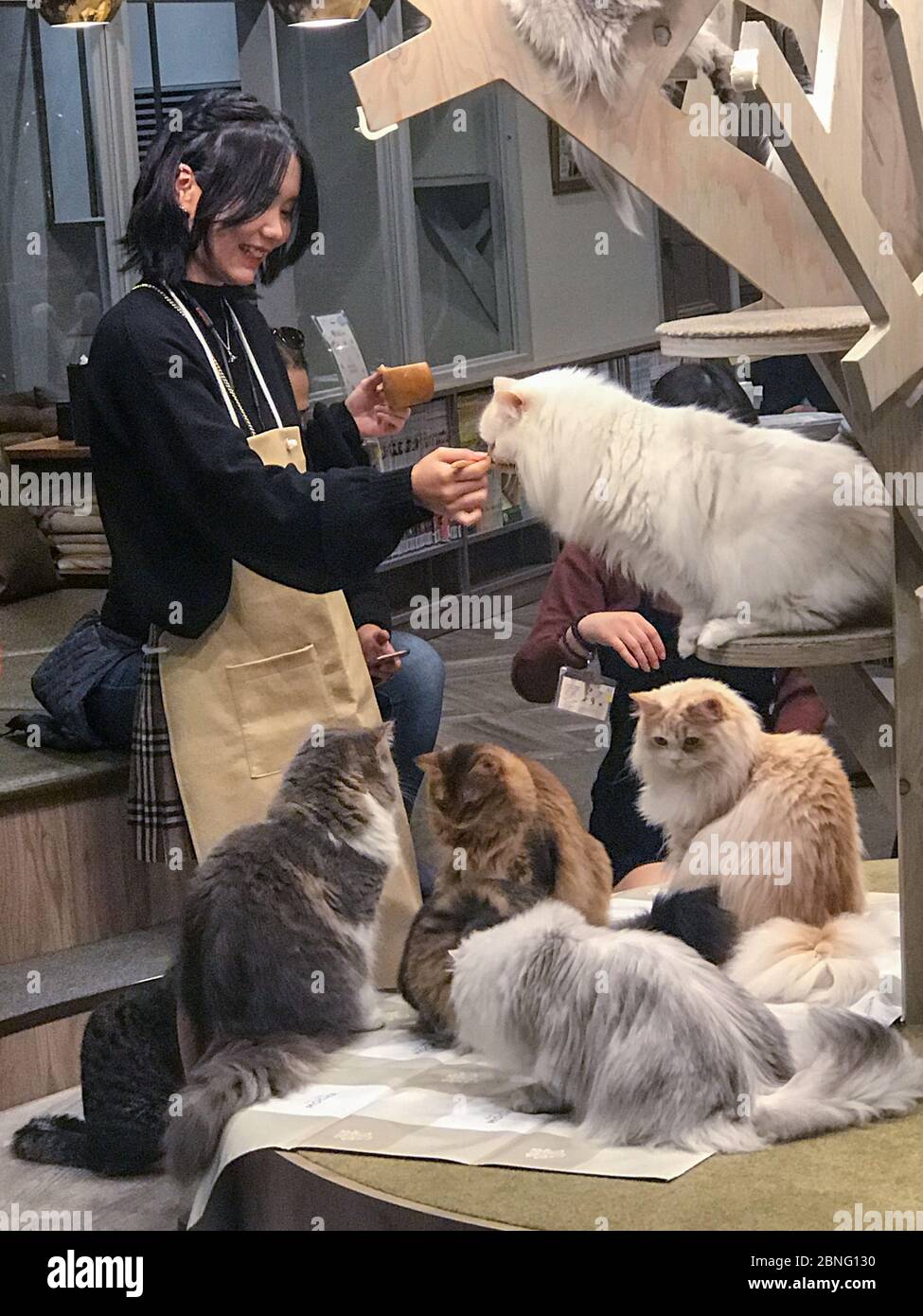 Eine Frau füttert Katzen im Katzencafe Mocha in shibuya, tokio. Stockfoto