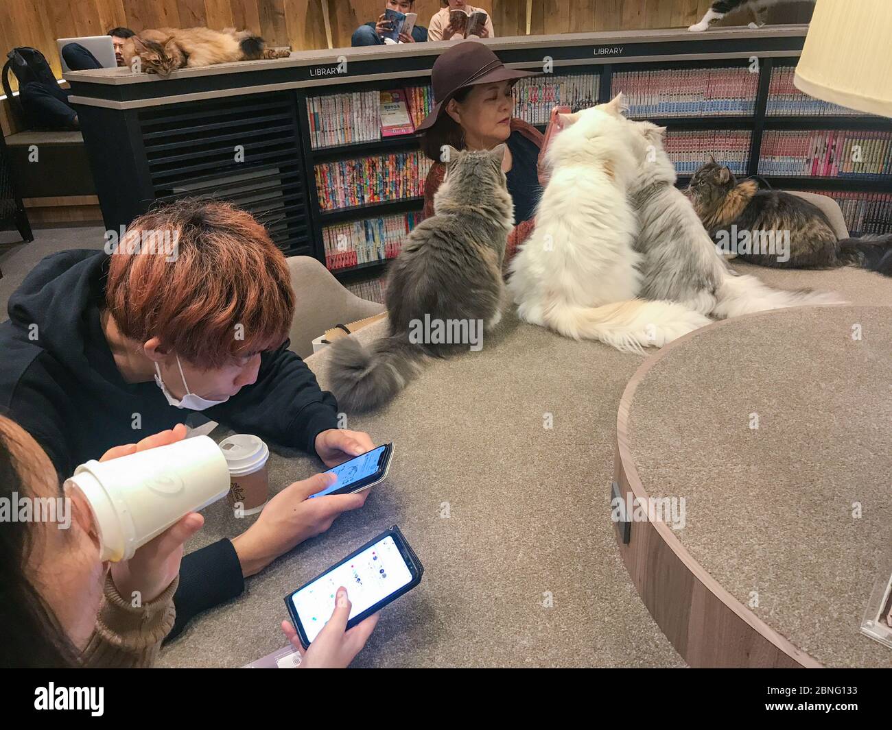 CAT Cafe Mocha in shibuya, tokio. Stockfoto