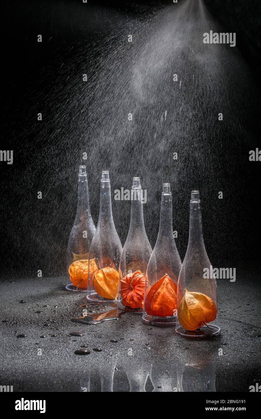 Stillleben mit Physalis-Früchten in transparenten Formen unter Wassertropfen. Stockfoto