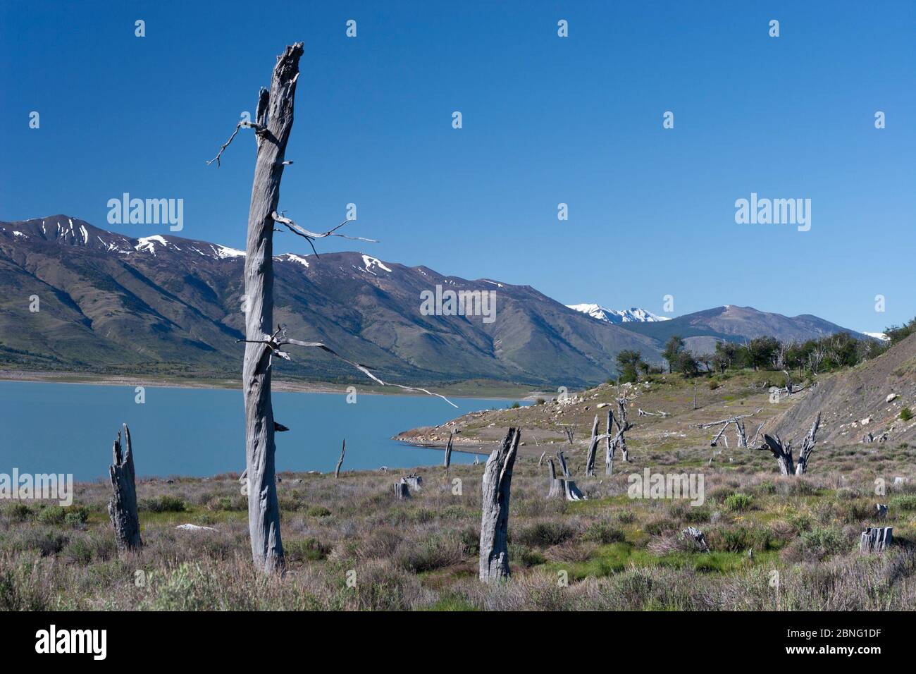 Baumfriedhof am Lago Argentino. Das episodische Platzen des Gletschereisdamms Perito Moreno verursacht einen Anstieg des Seegrels und tötet Nothofagus-Wälder entlang des Ufers Stockfoto
