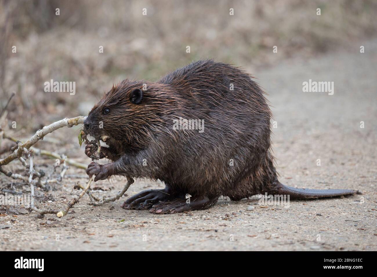 Biber sammelt mit Pfoten und Maul einen Balsamtannen-Ast auf, steht auf den Hinterbeinen und nutzt den Schwanz als Stütze, auf einem Pfad im Naturschutzgebiet Stockfoto