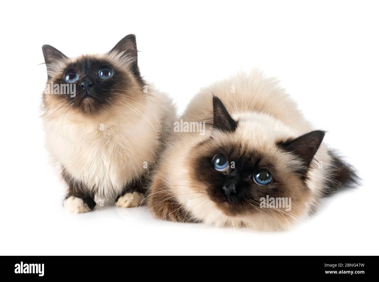 birman Katzen vor weißem Hintergrund Stockfoto