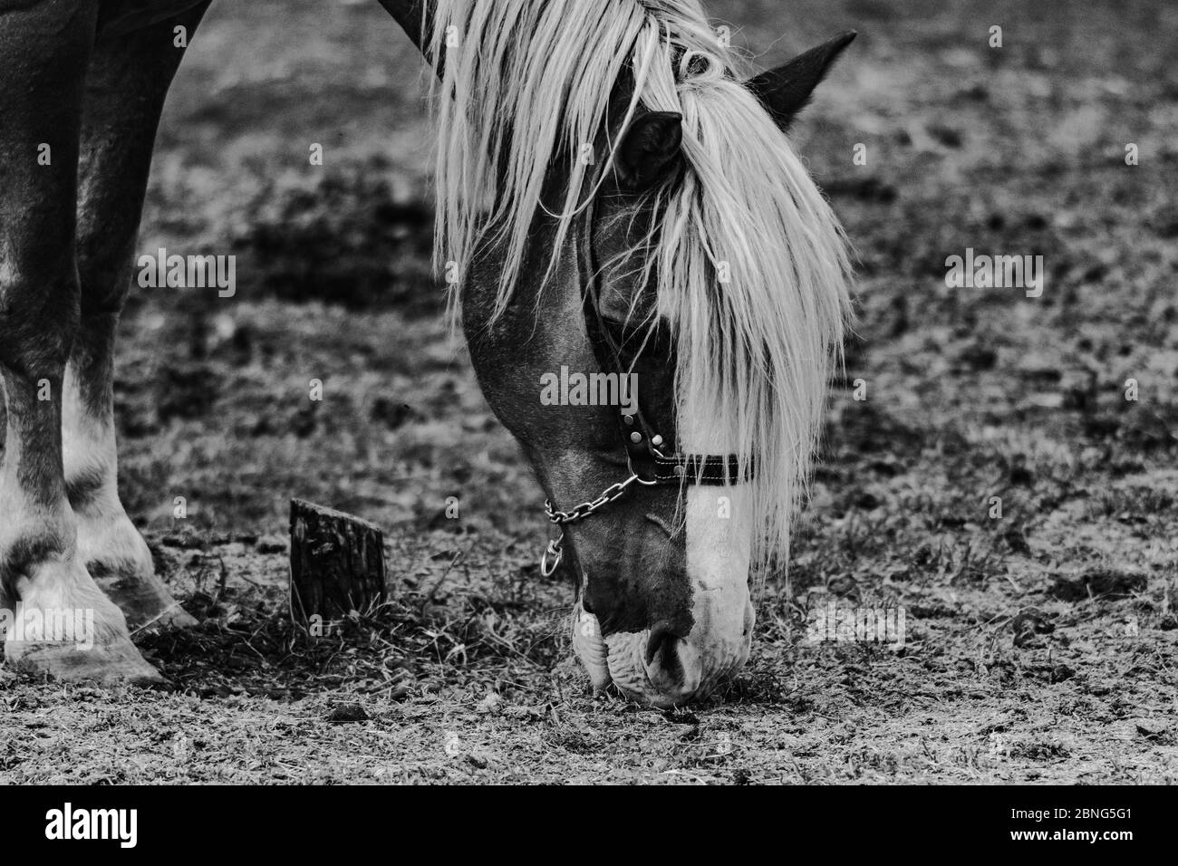 Schöne vertikale Aufnahme eines pastellenden Pferdes in schwarz und Weiße Farben Stockfoto