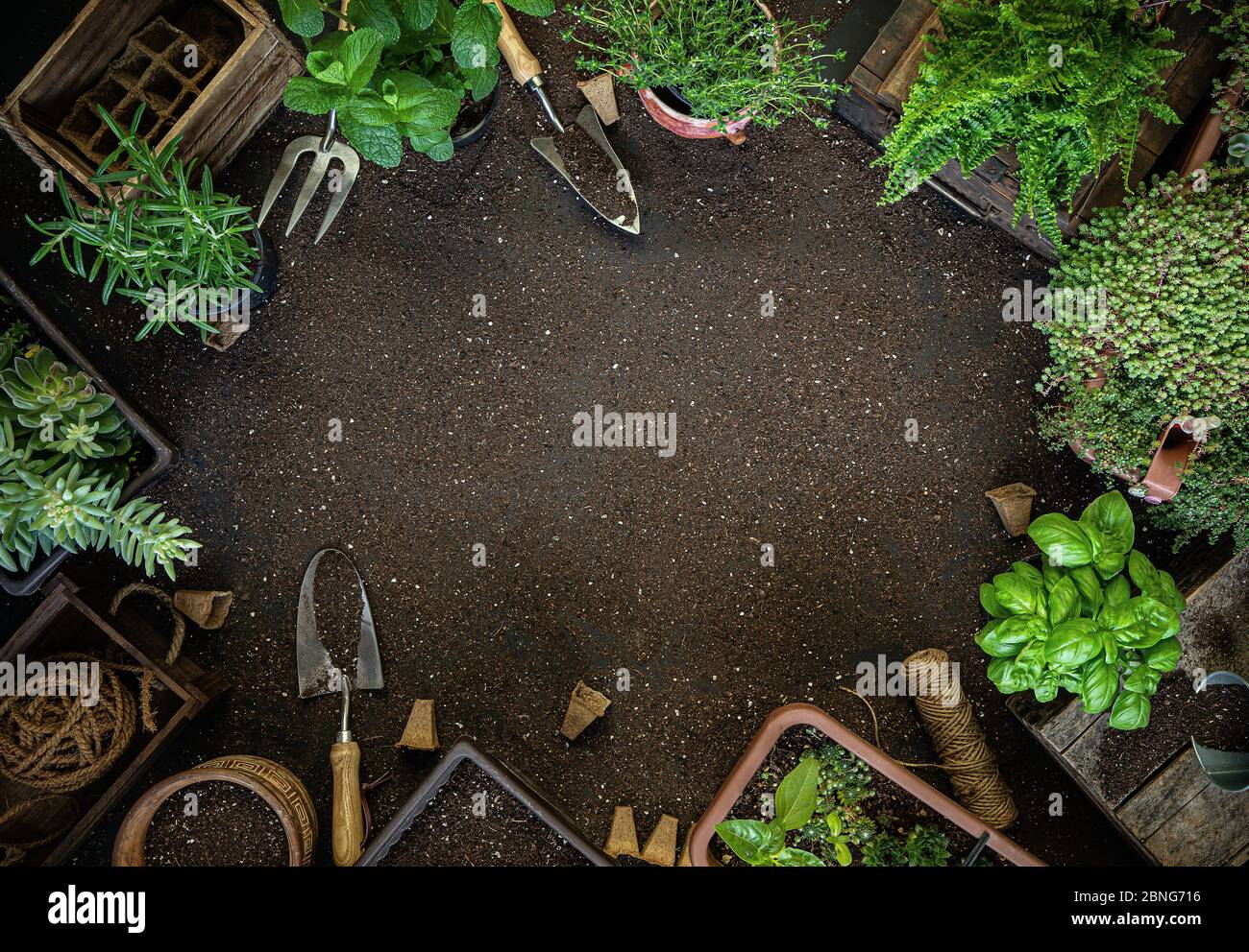 Hobby Gartenkonzept mit Werkzeug und Pflanzen, freier Textraum Stockfoto