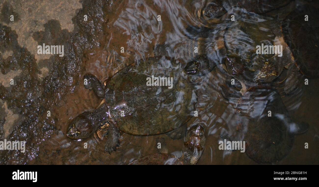 Viele Süßwasser-Schildkröten mit langem Hals auf einem Felsschelf in einem braunen Fluss im hohen Norden von Queensland Stockfoto