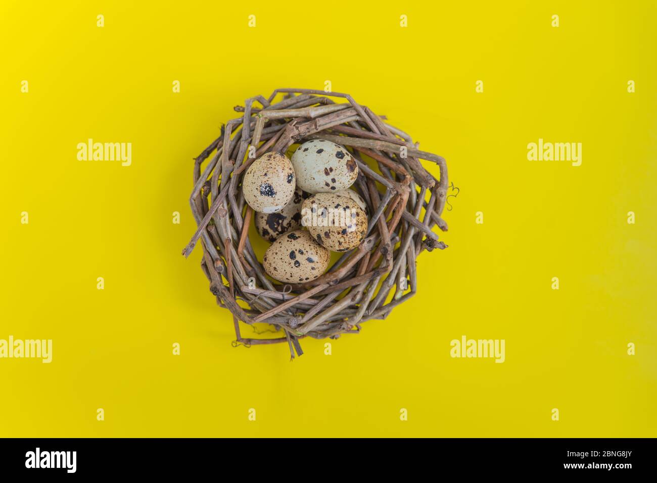 Wachtelnest mit Eiern auf gelbem Hintergrund. Ansicht von oben für Postkarten und Design Stockfoto