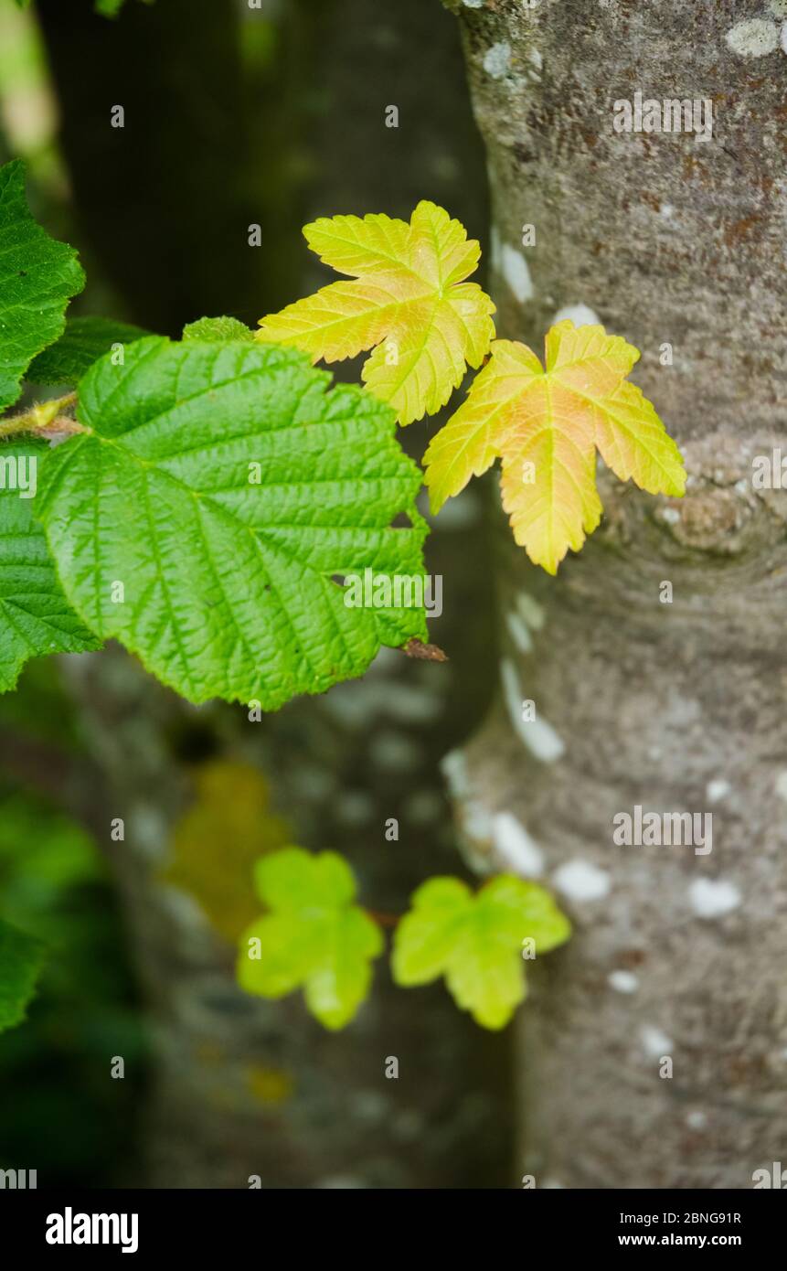 Ahorn pseudoplatanus, Platanenahornblätter in einem Wald auf dem Land, Westerwald Wälder in Rheinland-Pfalz, Deutschland, Westeuropa Stockfoto