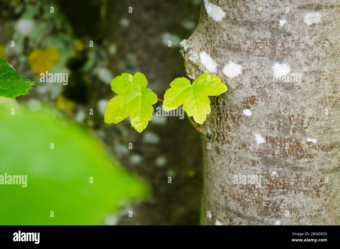 Ahorn pseudoplatanus, Platanenahornblätter in einem Wald auf dem Land, Westerwald Wälder in Rheinland-Pfalz, Deutschland, Westeuropa Stockfoto