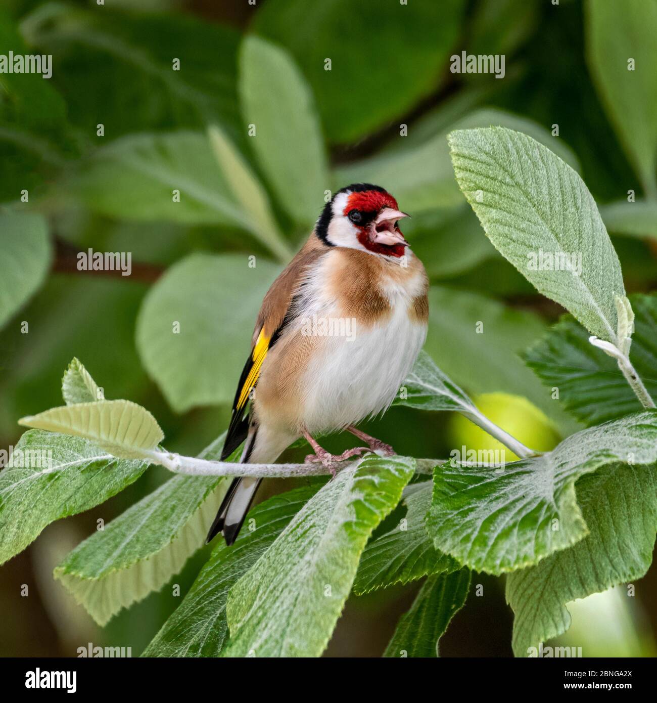 Goldfinch thront auf Baumzweig singen Stockfoto