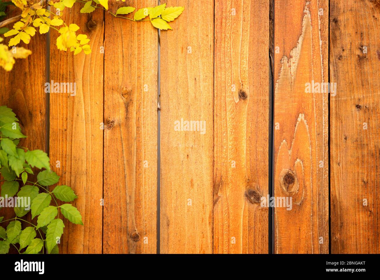 Holzzaun mit Blättern Stockfoto