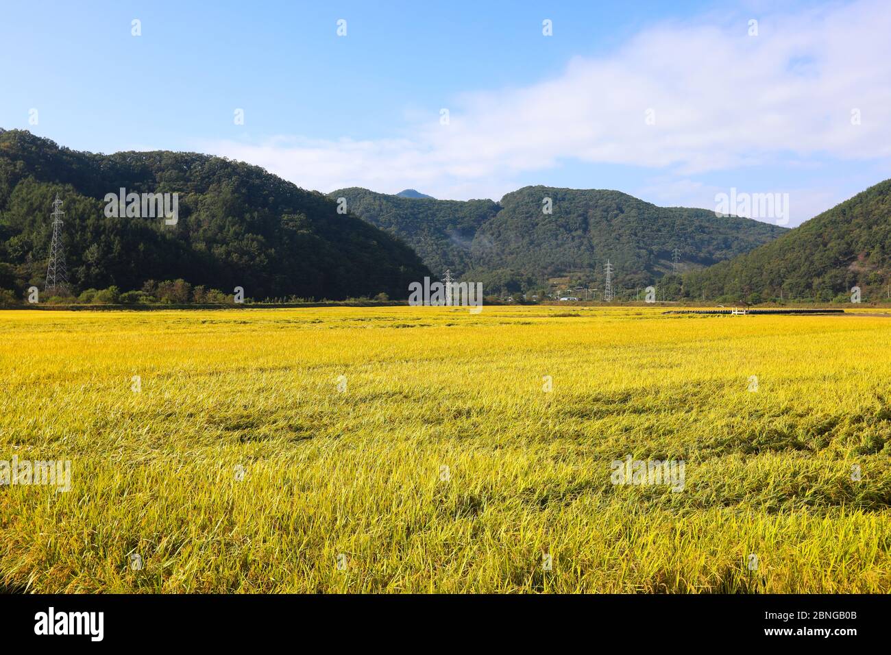 Herbst Reisfeld Landschaft. Chungcheongbuk-do, Südkorea Stockfoto