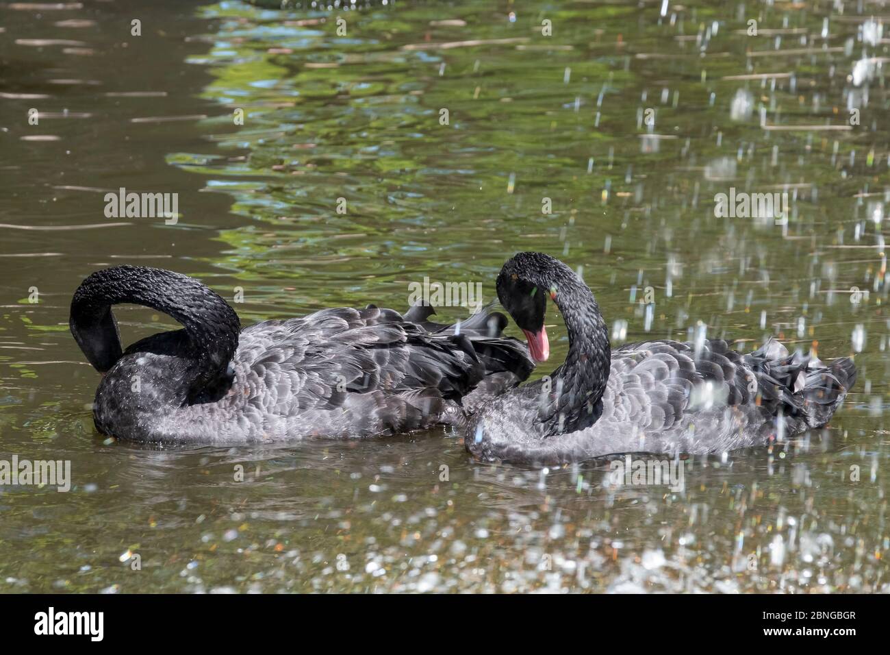 Zwei schwarze Schwäne mit rotem Schnäbel schwimmen in einem Teich