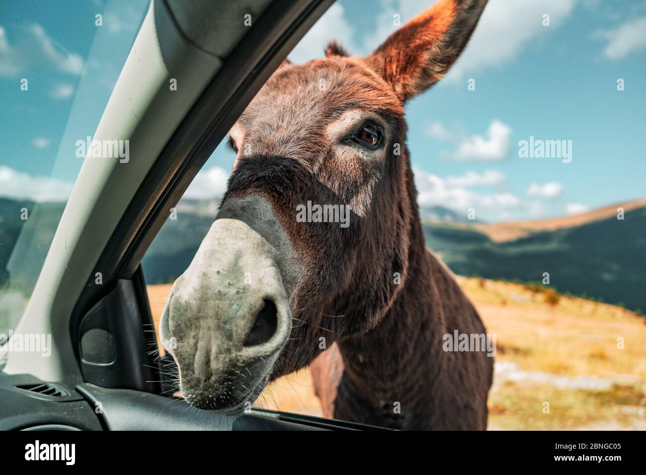 Nahaufnahme eines braunen Esels, der vom Passagier gefangen genommen wurde Sitz eines Autos Stockfoto
