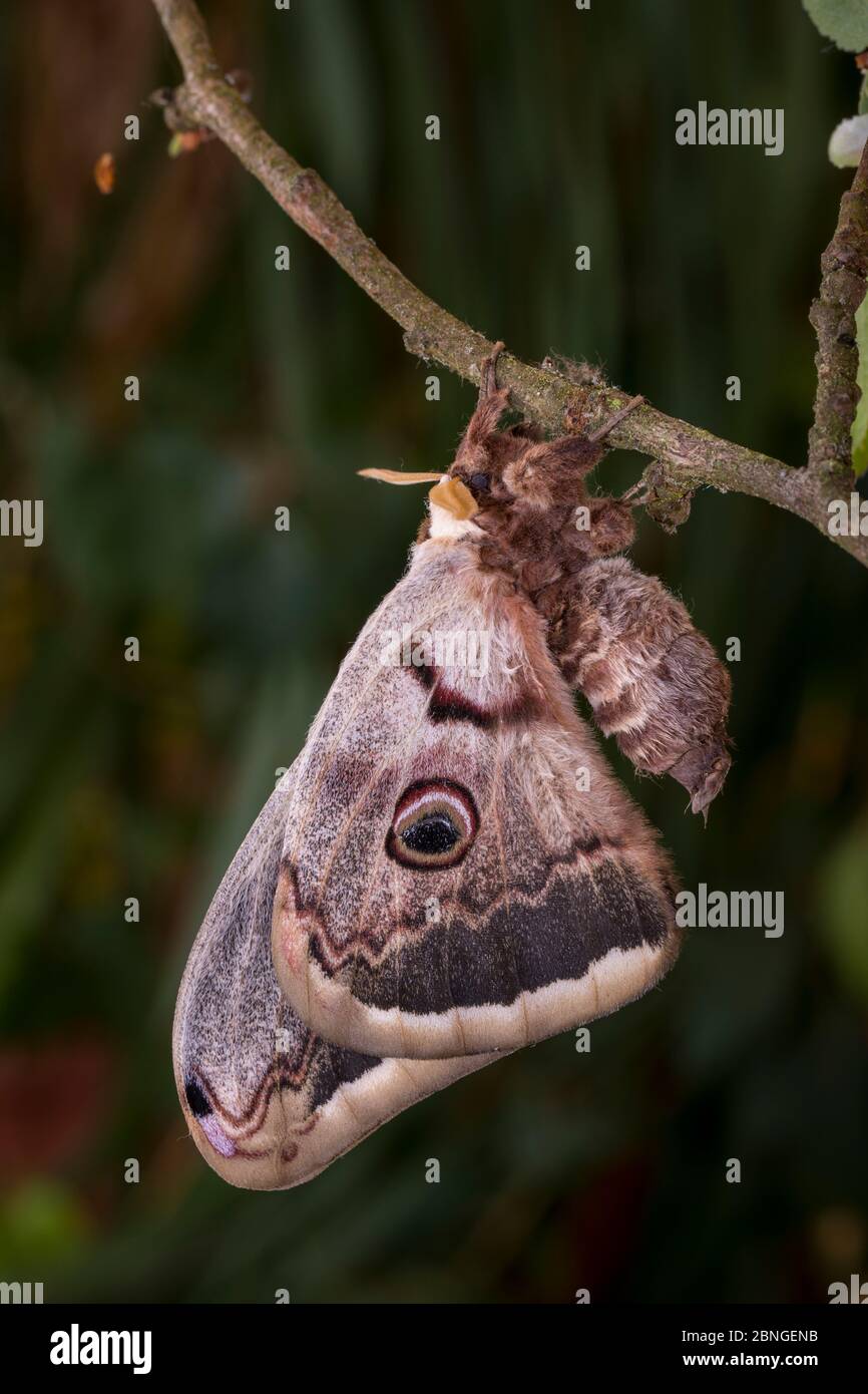 Wiener Nachtpfauenauge, Saturnia pyri, Riesenpfauenmotte - Maennchen Stockfoto