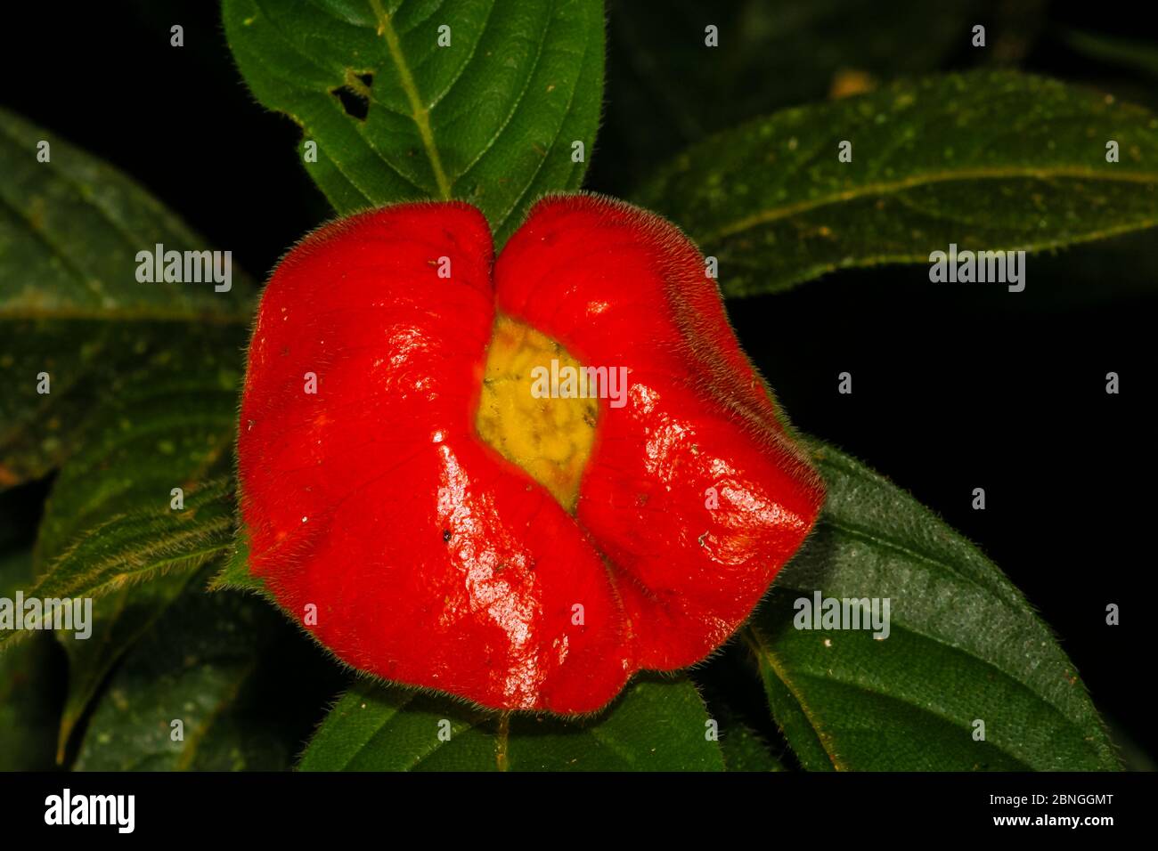 Brennende Lippen Bluhen Im Regenwald In Der Nahe Der Feldstation Von Cana Darien Nationalpark Provinz Darien Republik Panama Stockfotografie Alamy