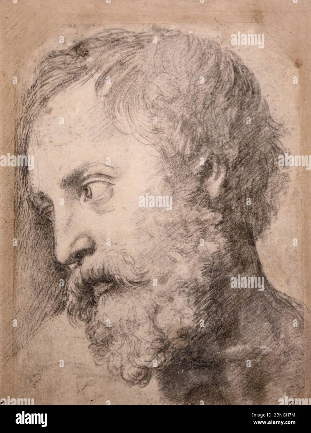 Leiter eines Apostels (c. 1519-1520). Raphael (auch Raffaello Santi, Raffaello Sanzio da Urbino) (1483-1520). Schwarze Kreide. Fax. Stockfoto