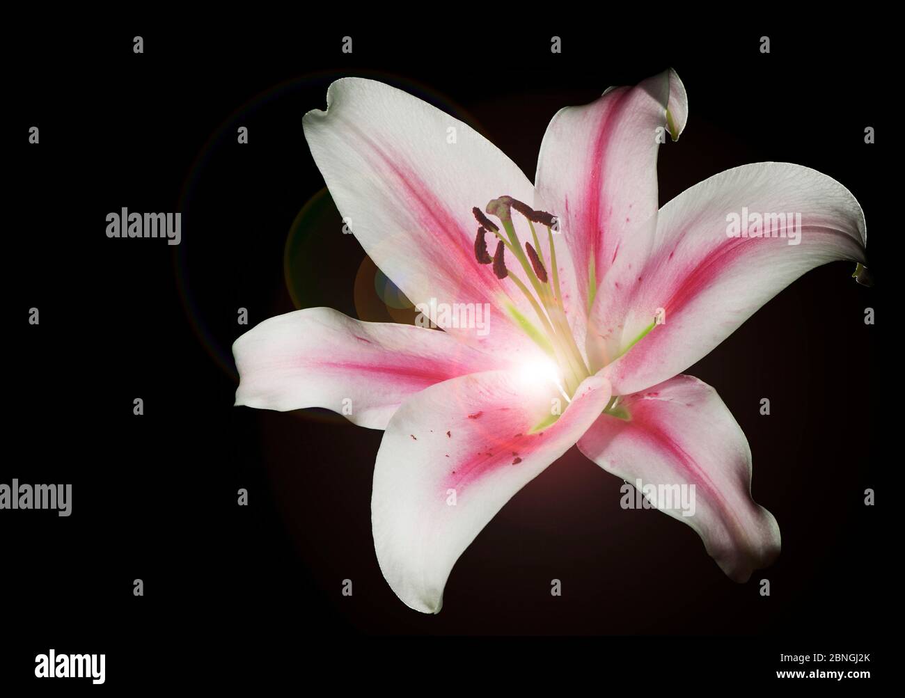 Studio-Nahaufnahme einer einzelnen weißen Lilienblume (lilium) mit rosa Streifen in der Mitte des Blattes und transluzenter Lichtquelle von hinten mit Linse Stockfoto