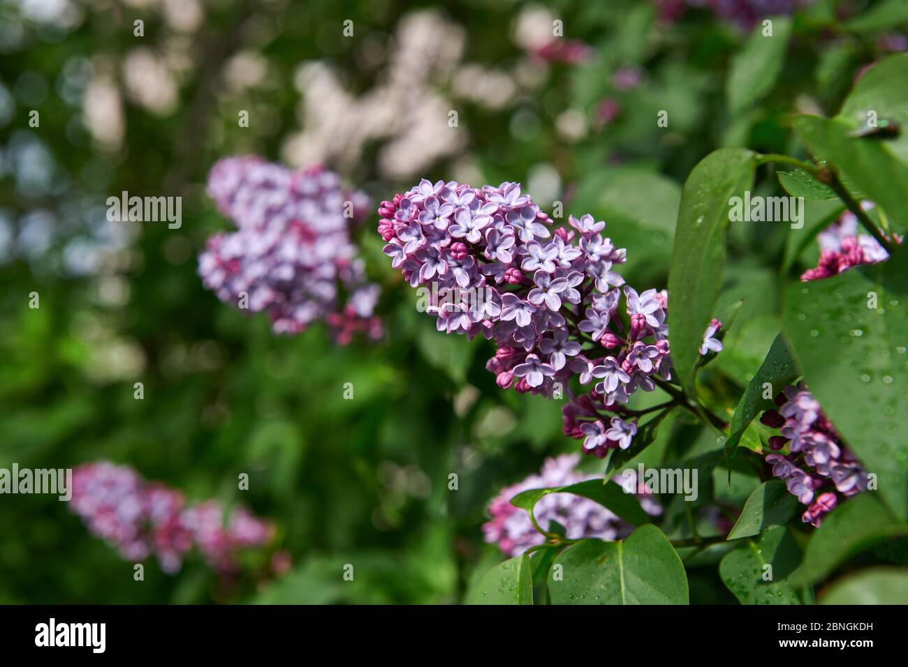 Flieder blüht nach dem Regen an einem sonnigen Tag. Frühlingsblüte. Schönes Blumenfoto. Flieder blühend. Stockfoto