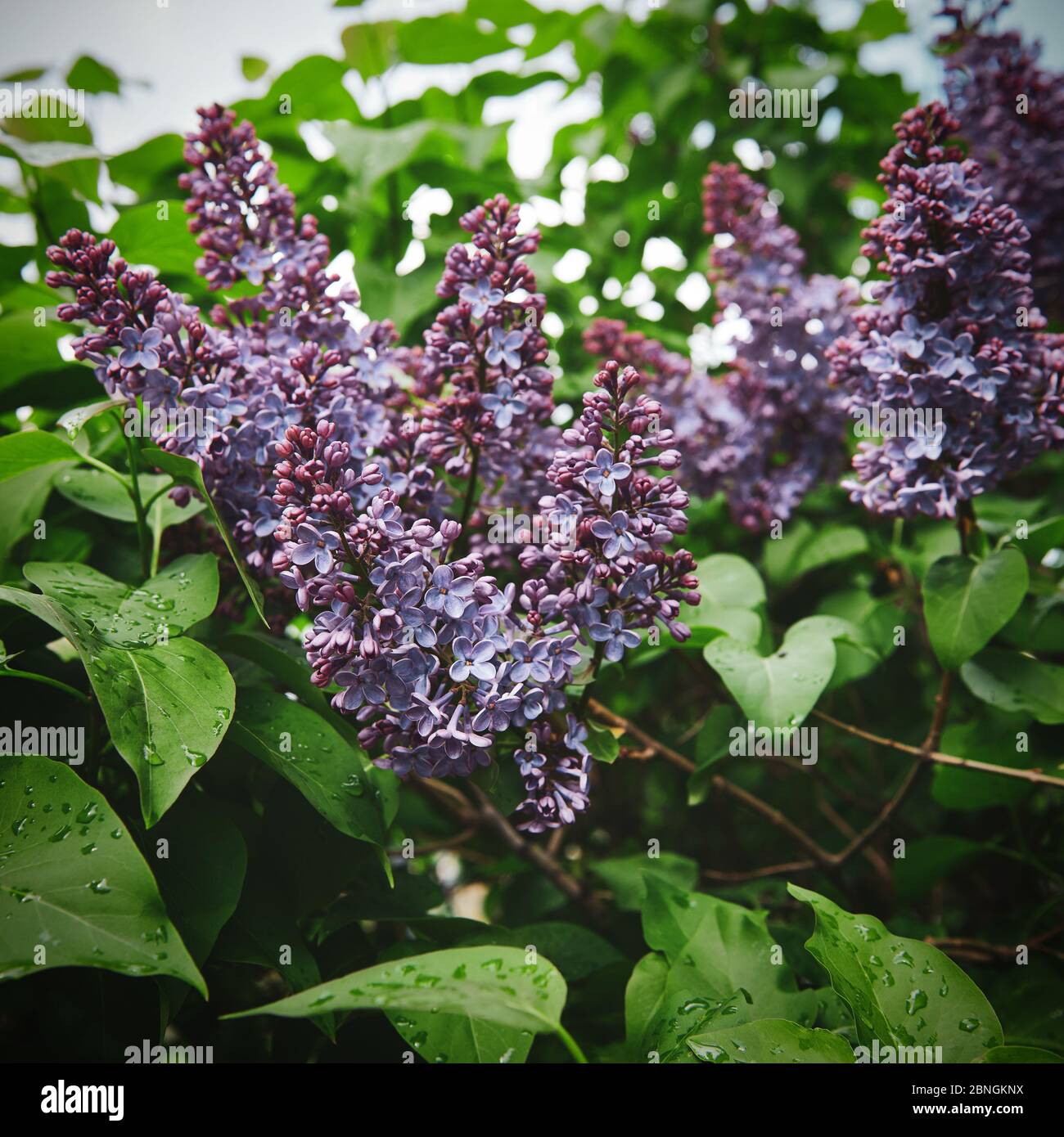 Violett lila Blüten nach dem Regen an einem sonnigen Tag. Frühlingsblüte. Schönes Blumenbild. Quadratisches Foto. Stockfoto