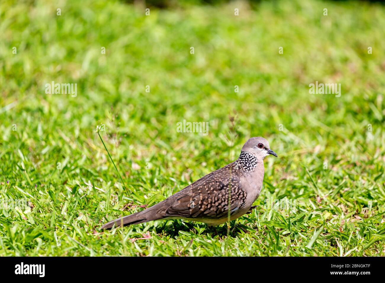 Schöne Taube im Grass auf Sri Lanka Stockfoto