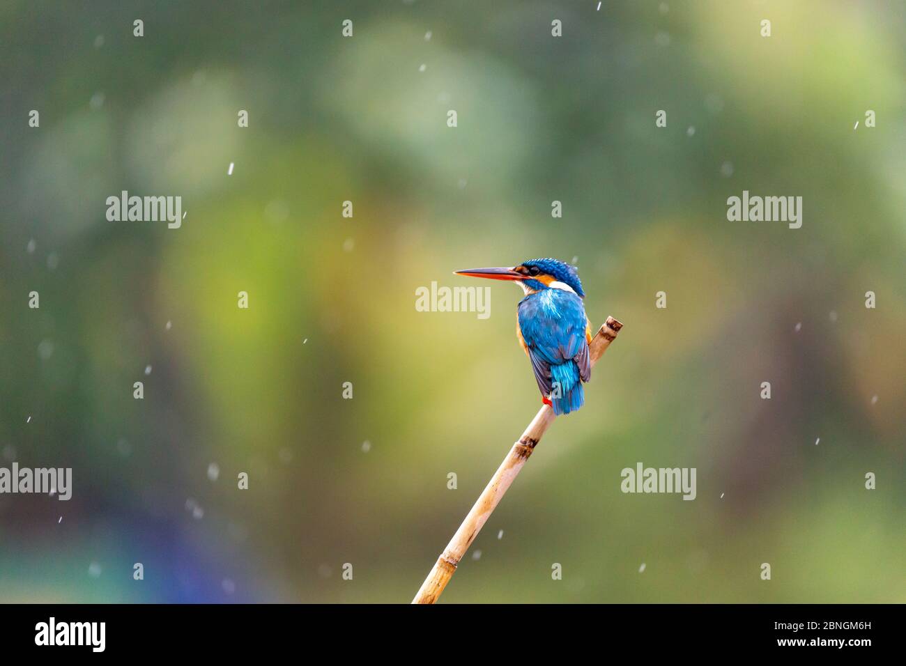 Eisvogel auf einem Ast am Fluss im Regen Stockfoto