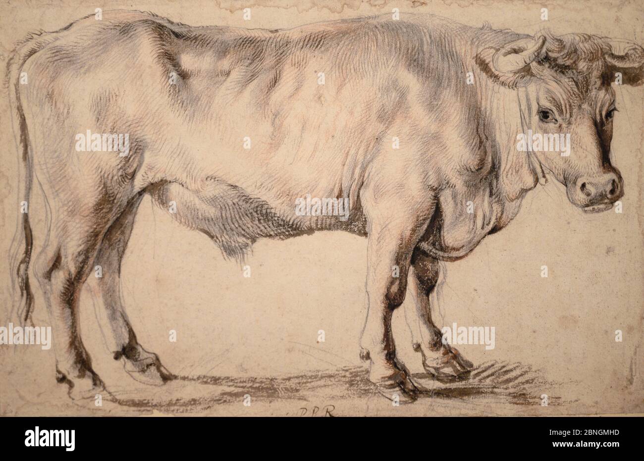 Ein Ox (c. 1618) von Peter Paul Rubens (1577-1640). Schwarze und rote Kreide. Fax. Stockfoto