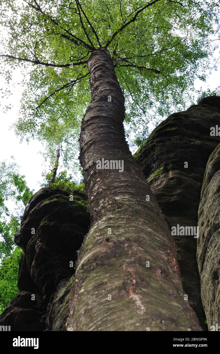 Baum wächst am Sandeinfelsen Stockfoto