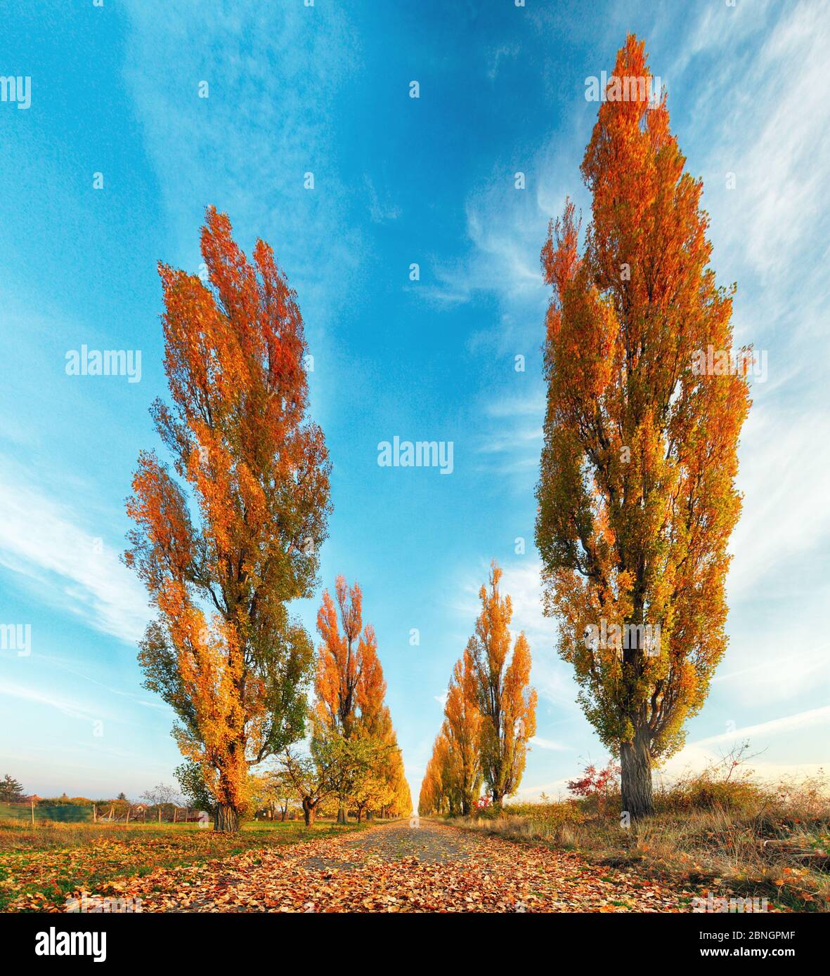 Pappel mit Straße im Herbst Stockfoto