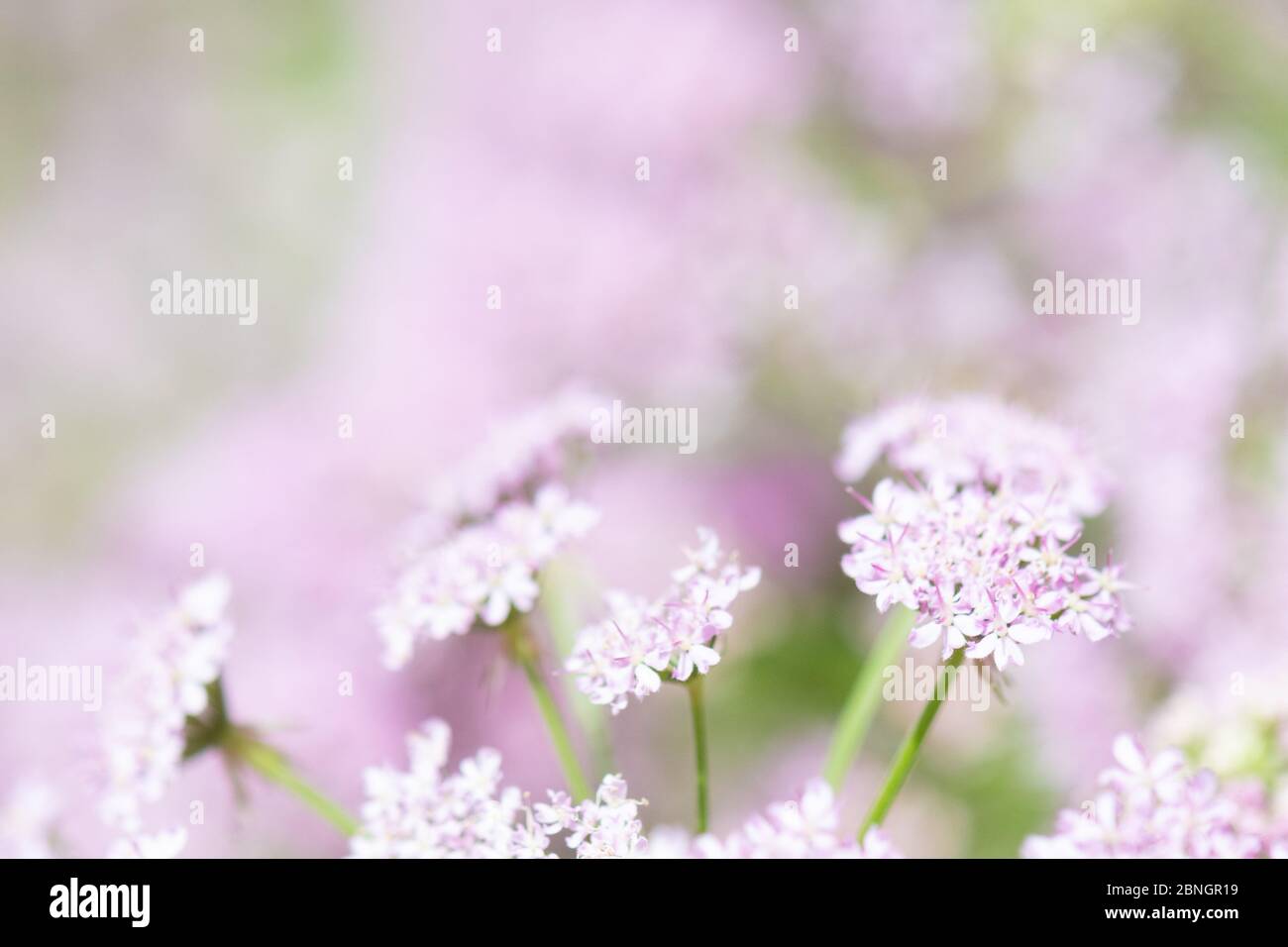 Weich aus dem Fokus rosa chaerophyllum hirsutum roseum Blumen Hintergrund mit Copyspace Stockfoto