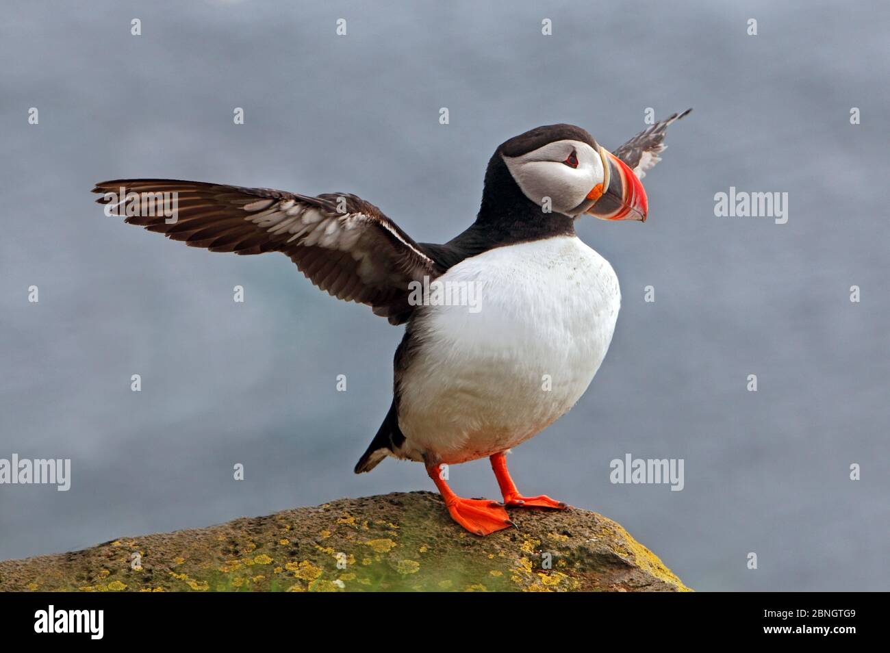 Vogel-Puffin Stockfoto