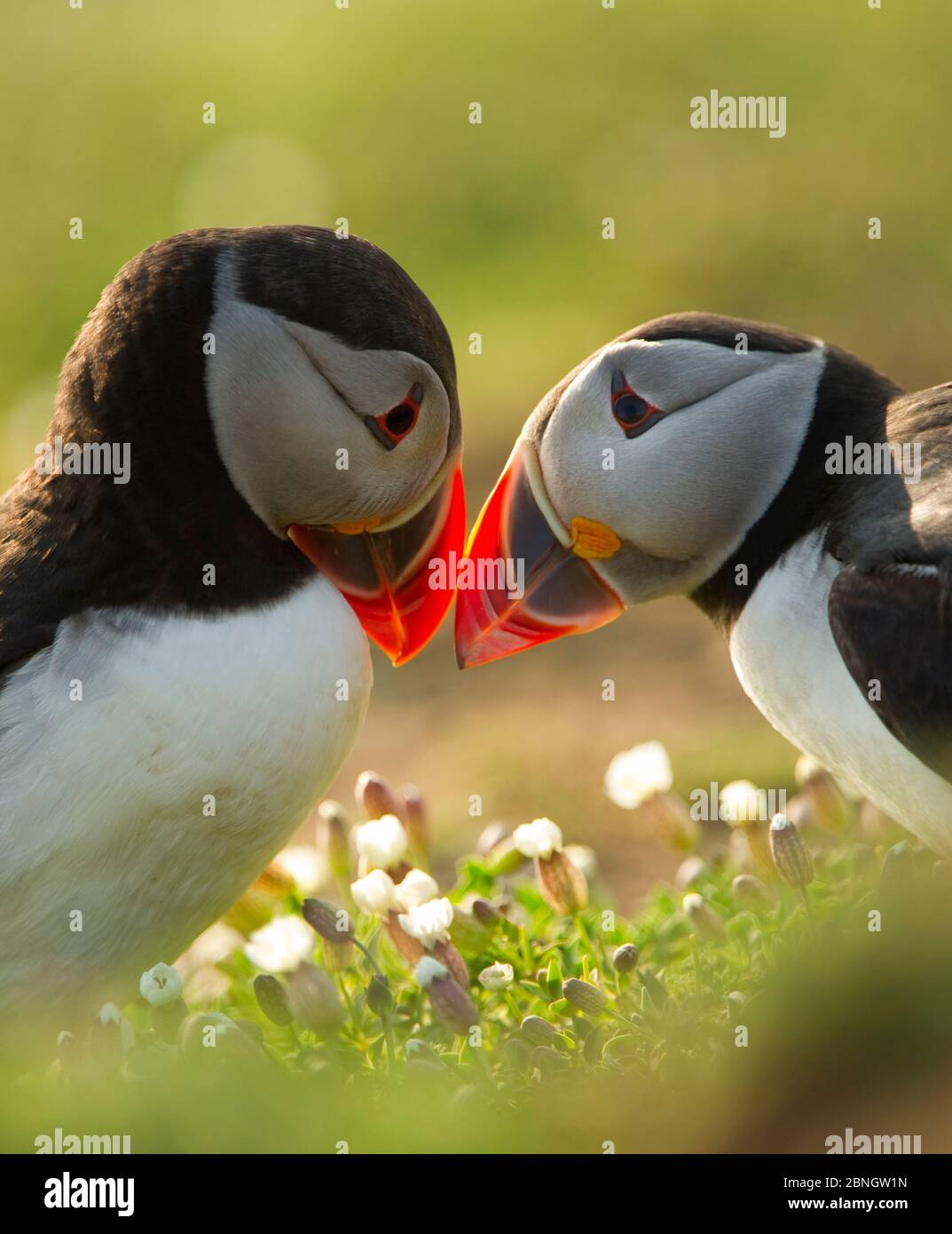 Atlantic Papageientaucher (Fratercula Arctica) Bill rubbing, Skomer Island, Wales, Großbritannien, April Stockfoto