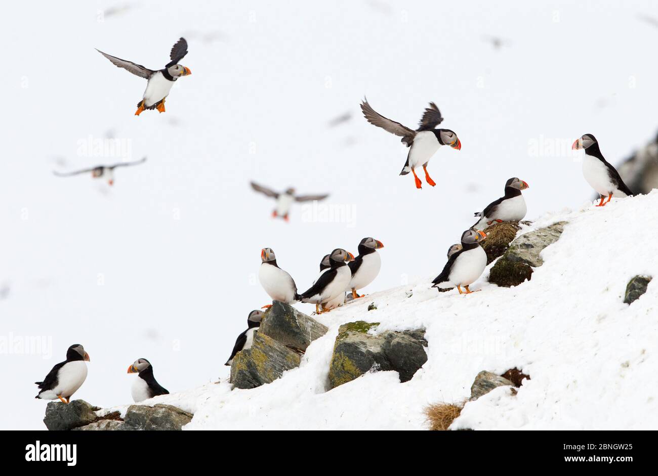 Atlantischer Puffin (Fratercula arctica) einige im Flug, andere im Ruhezustand, Hornøya, Varanger, Norwegen, April Stockfoto