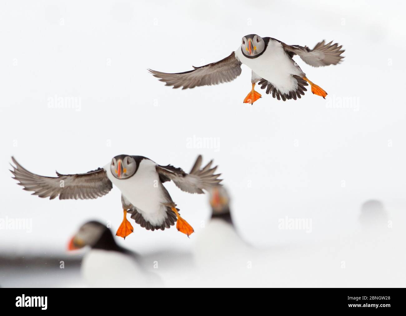 Atlantischer Puffin (Fraterkula arctica) im Flug, Ankunft an Land, Hornøya, Varanger, Norwegen, April Stockfoto