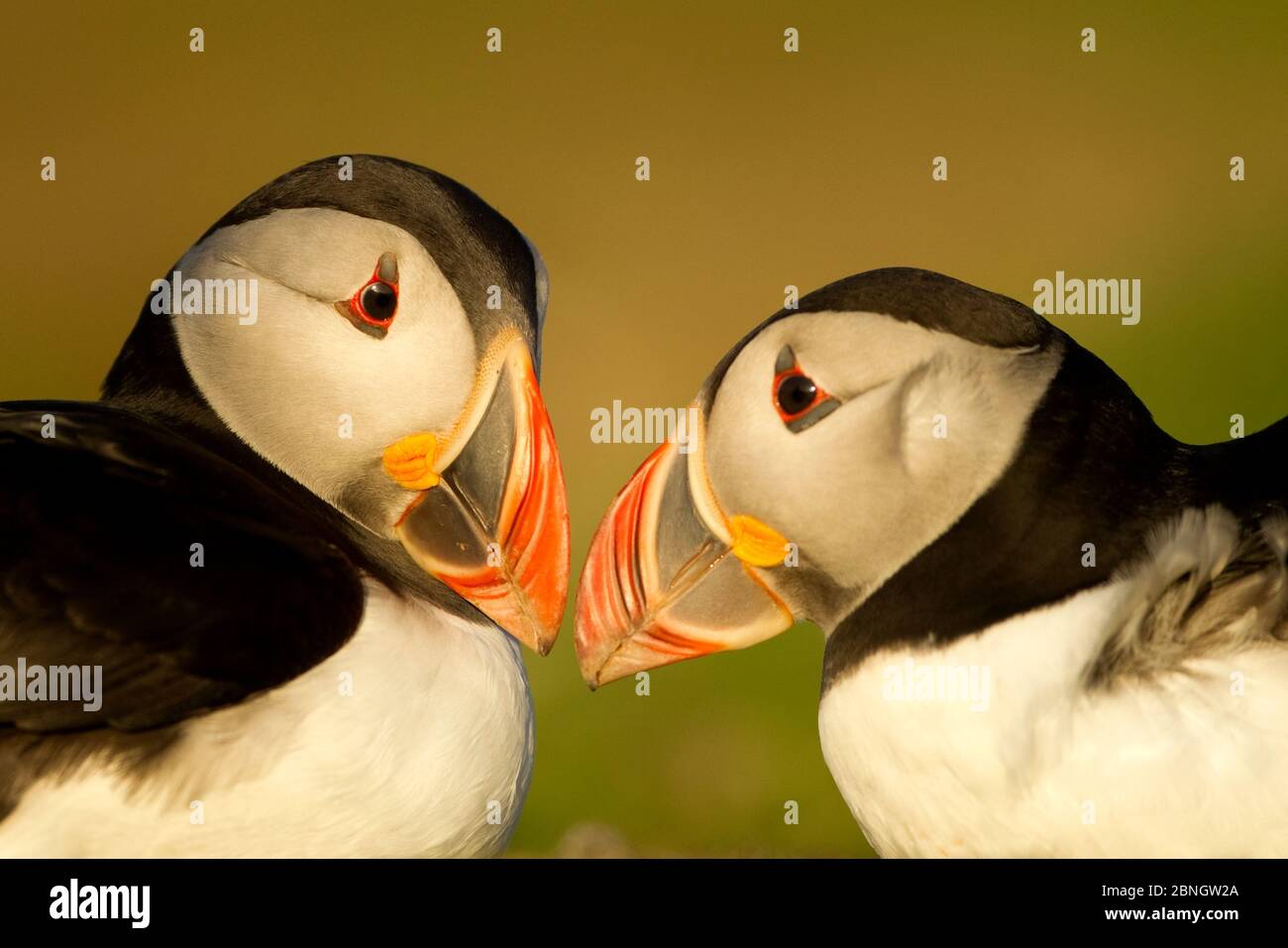 Atlantic Puffin (Fratercula Arctica) männlich und weiblich in Balz Display, Skomer Island, Wales, UK, Mai Stockfoto