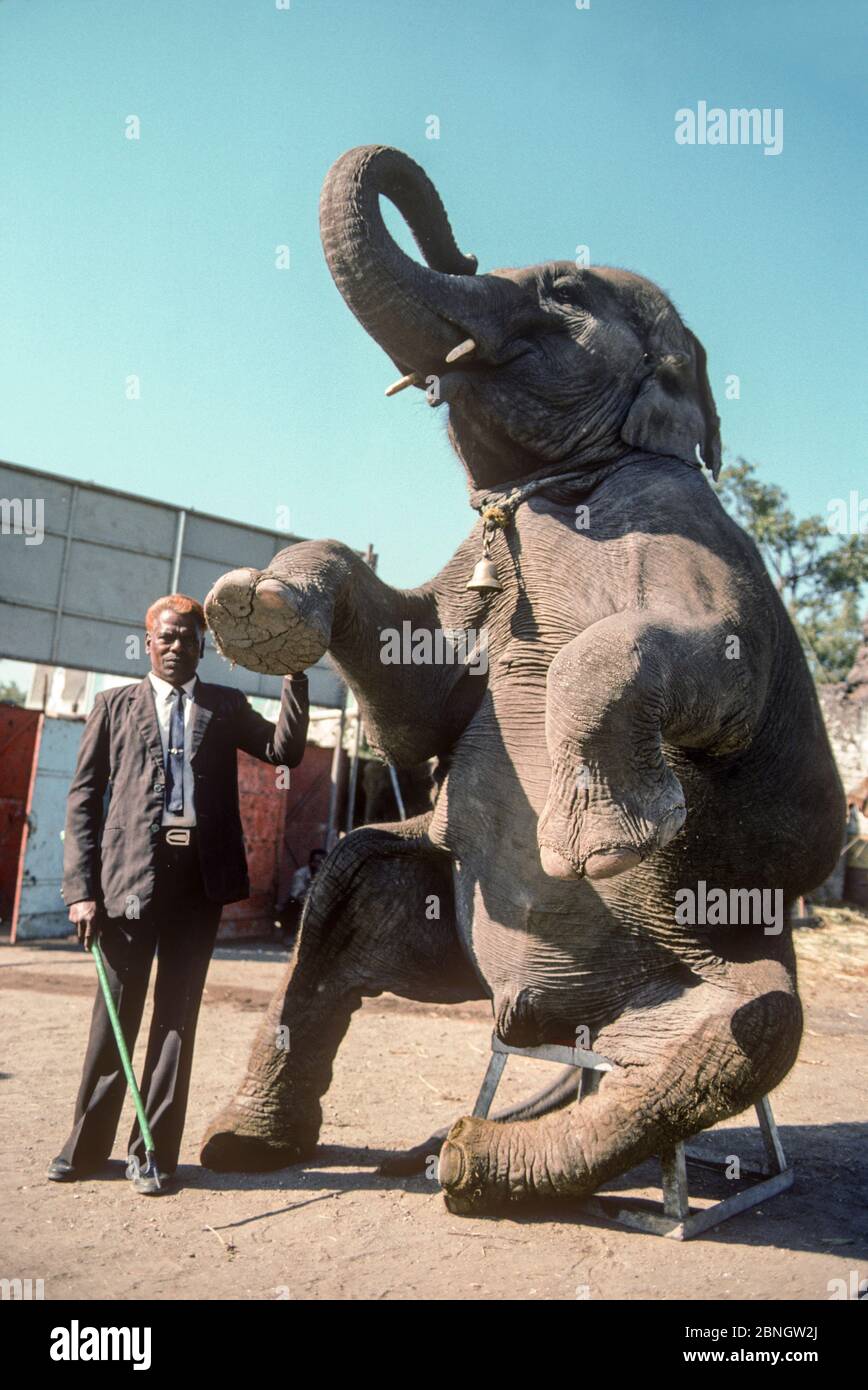 Zirkuselefant (Elephas maximus) auf Hocker sitzend mit Pfleger mit Elefantenhaken, Great Royal Circus, Bombay / Mumbai, Indien. Stockfoto