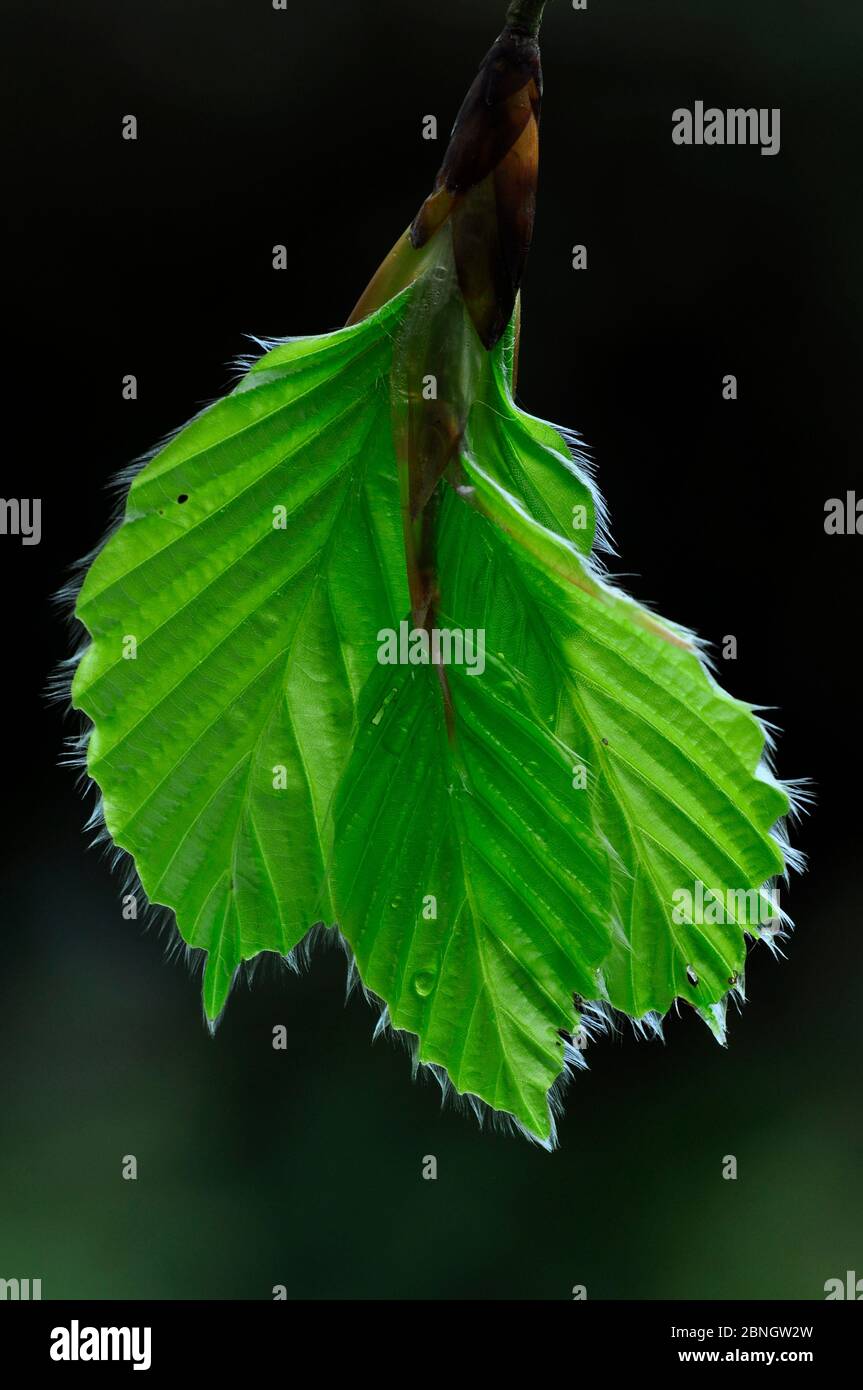 Buchenblätter (Fagus sylvatica) öffnen sich im Frühjahr. Dorset, Großbritannien Mai. Stockfoto