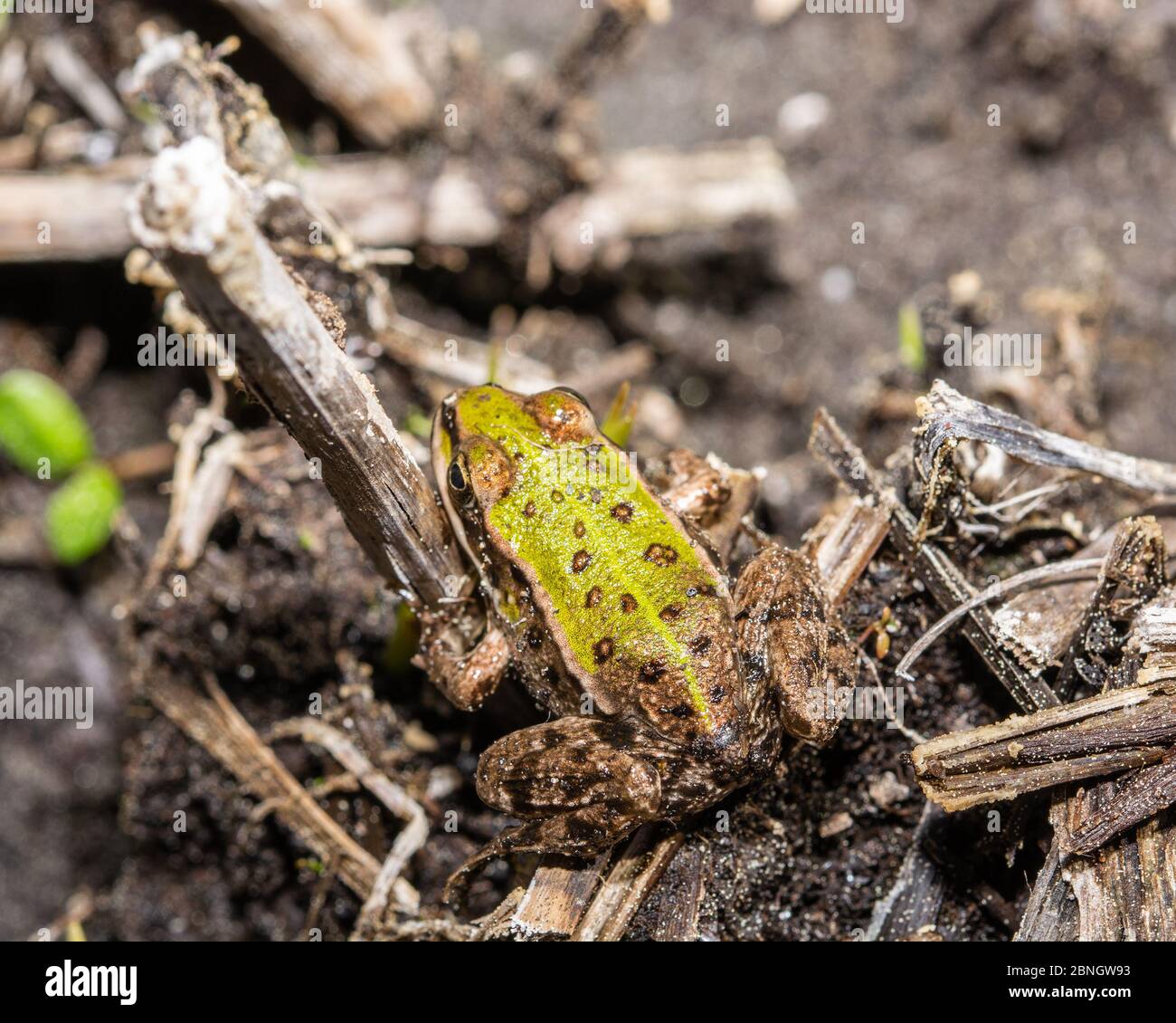 Der echte Frosch (lat. Ranidae) ist eine Familie von schwanzlosen Amphibien Stockfoto