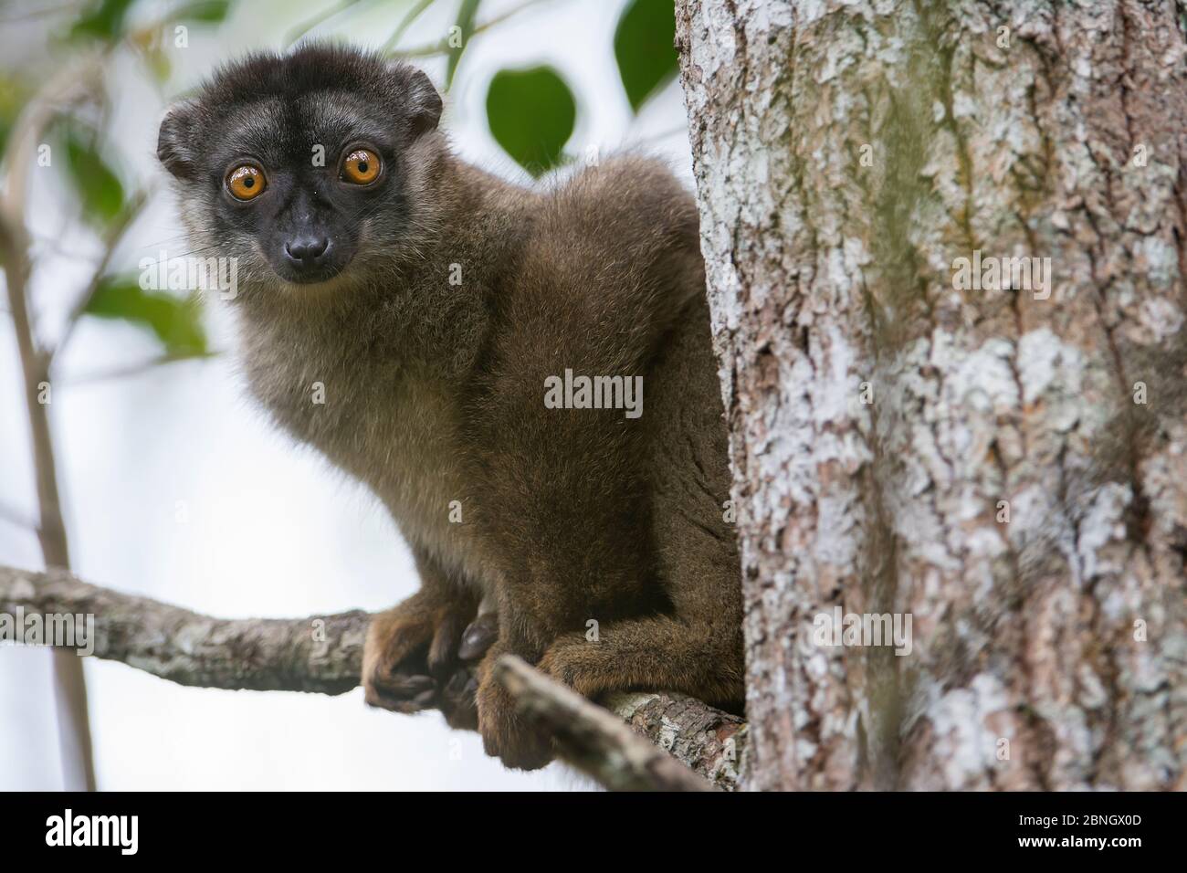 Brauner Lemur (Eulemur fulvus), männlich, Andasibe-Analamazaotra SR, Madagaskar Stockfoto