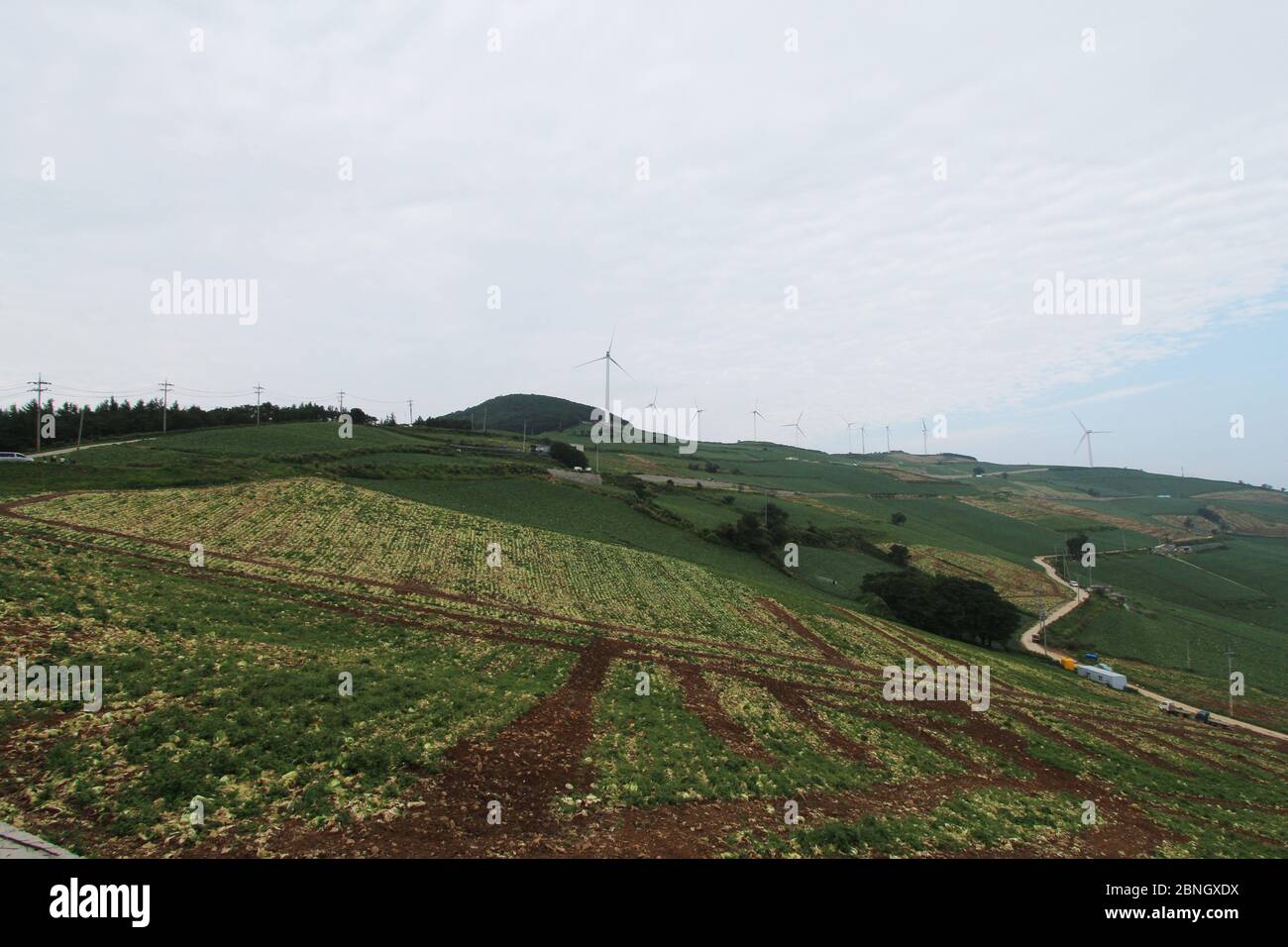 Koreanische Hochland Kohl Patch Landschaft Stockfoto