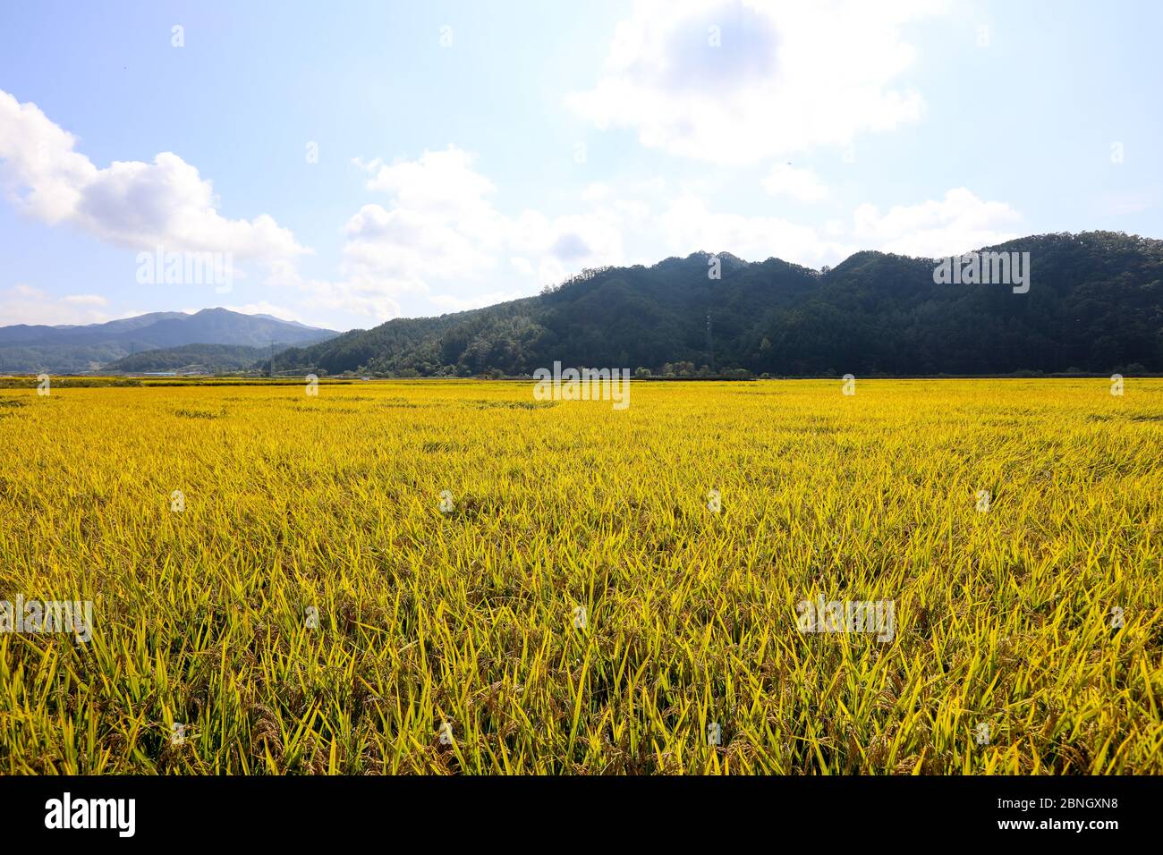 Paddy Feld der goldenen leichten Reis Erntezeit Stockfoto