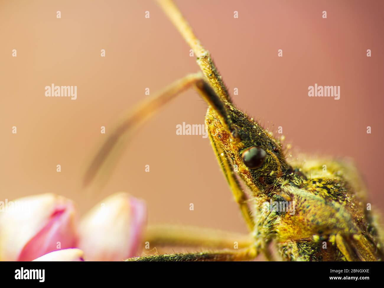 Westliche Nadelbaum Samen Bug Makro Foto des Auges mit verblurten Hintergrund Stockfoto