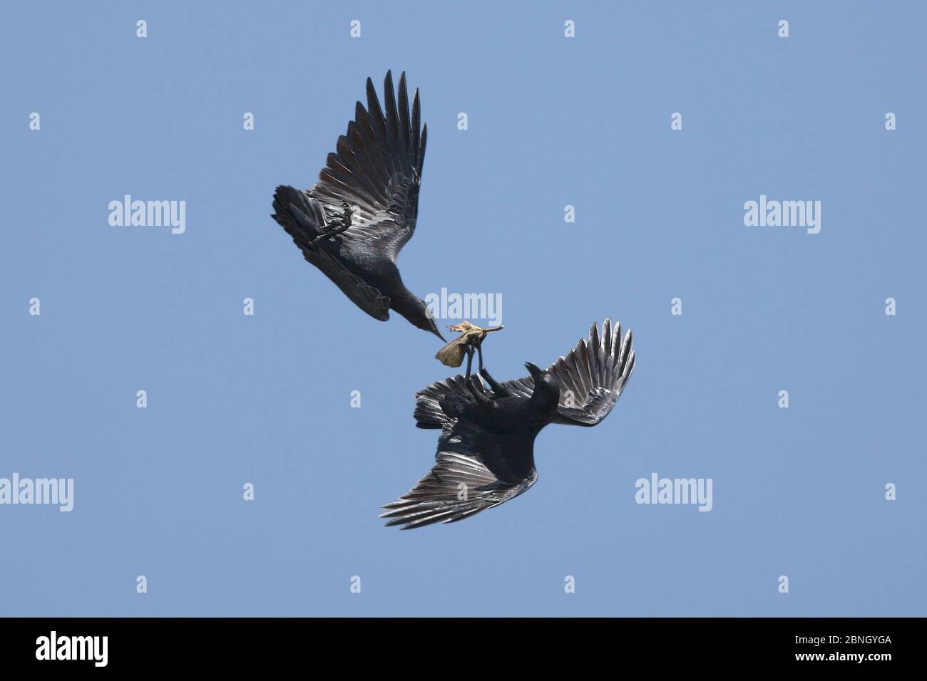 Fächerschwanz-Raben (Corvus rhipidurus), die im Flug interagierend sind, einer mit einem Blatt, Oman, November. Stockfoto