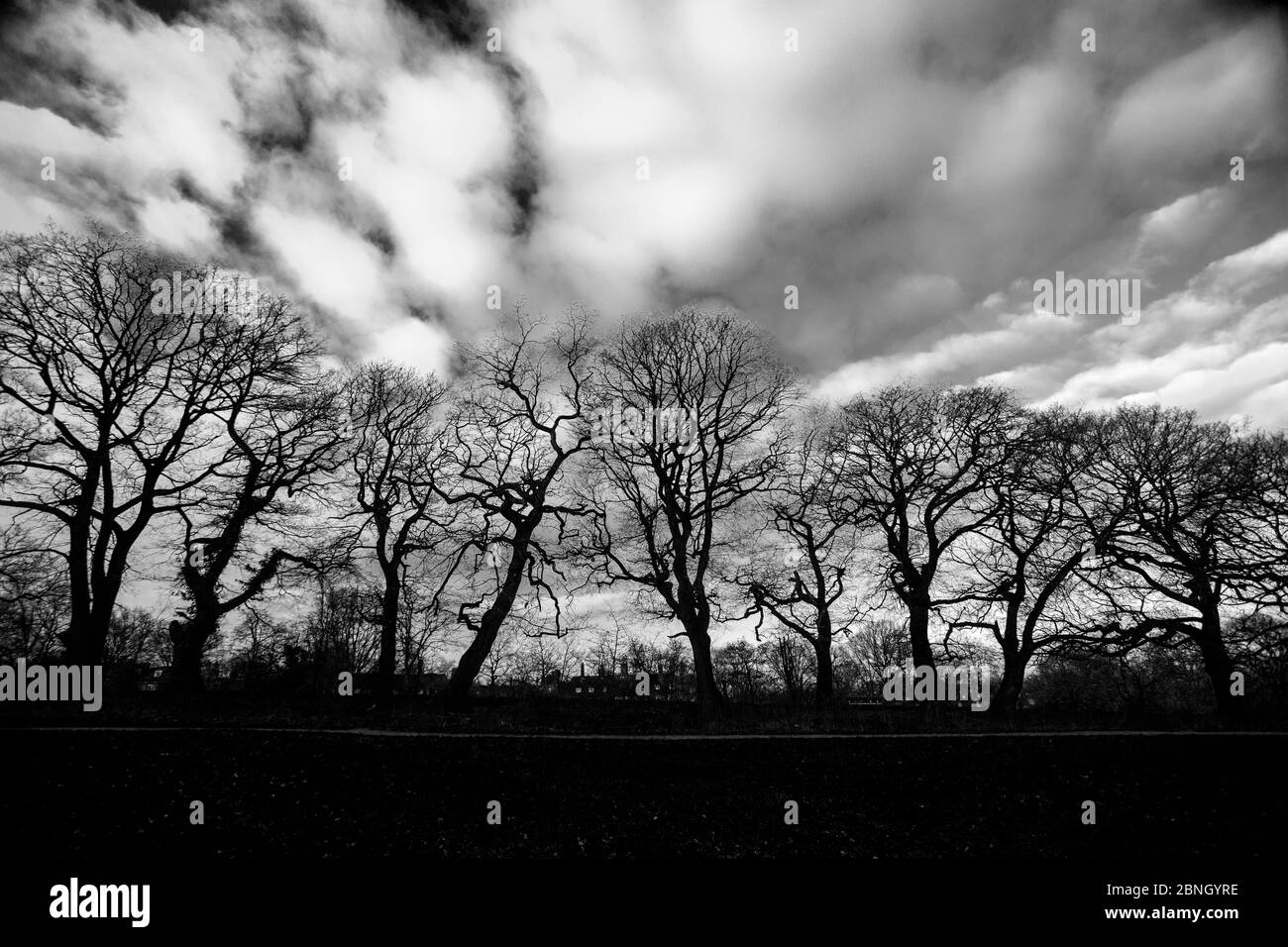 Abgelaufene Feldgrenze. Buche (Fagus sylvatica) und englische Eiche (Quercus robur), Hampstead Heath, England, Großbritannien. Februar. Stockfoto
