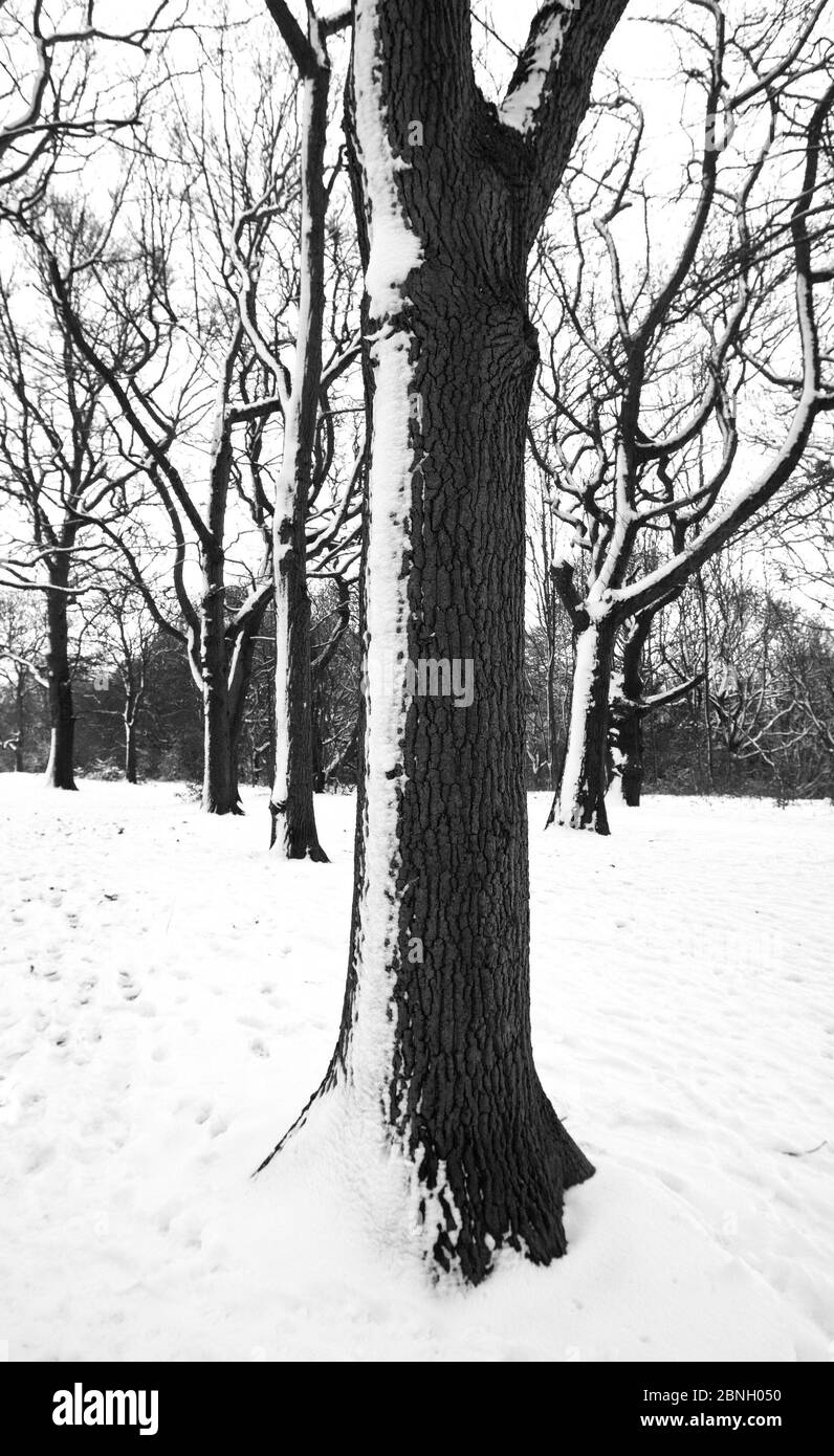 Englische Eiche (Quercus robur) im Winter, Hampstead Heath, England, Großbritannien. Januar. Stockfoto